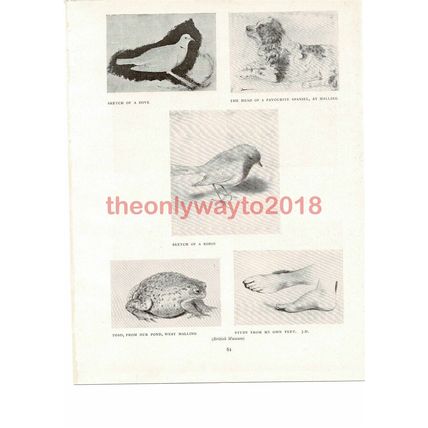 5 Studies , J Downman, Book Illustration (Print), 1907