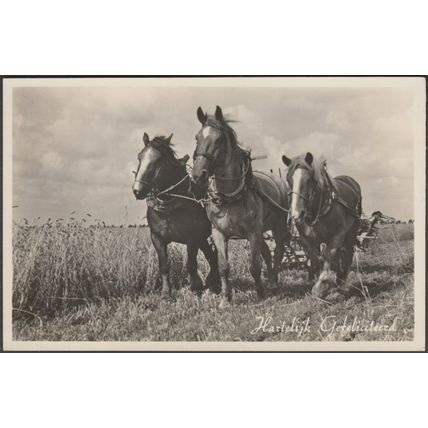 Hartelijk Gefeliciteerd - Een Drietal Paarden, c.1950 - Foto Briefkaart