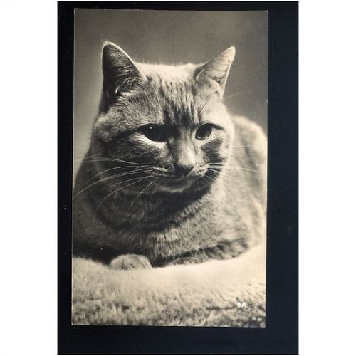 CAT Postcard by Lilywhite (9F)