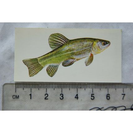 1978 Craven Black Cat Sport Fish card No. 9 Tench