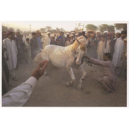 Ed Kashi Punjab Pakistan Donkey Animal Beaten Award Photo Postcard