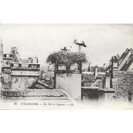 67 - Strasbourg - un nid de cigognes
