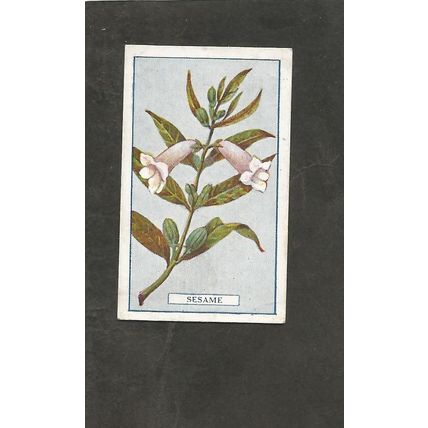 Cigarette Card Gallaher Plants of Commercial Value 1917 #85 Sesame