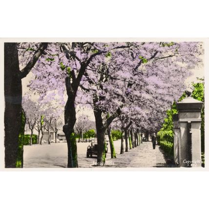 Posh Man Walking By Old Car Jacaranda South Africa RPC Postcard