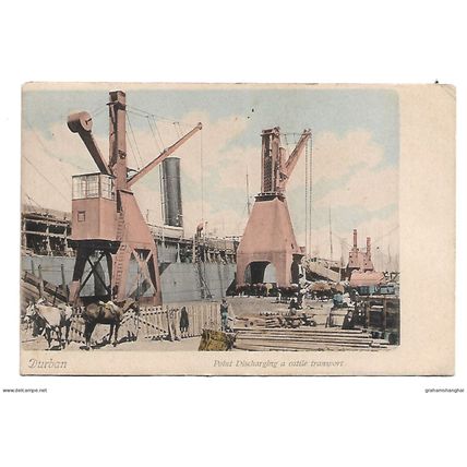 Postcard South Africa Natal Durban discharging cattle transport port undivided