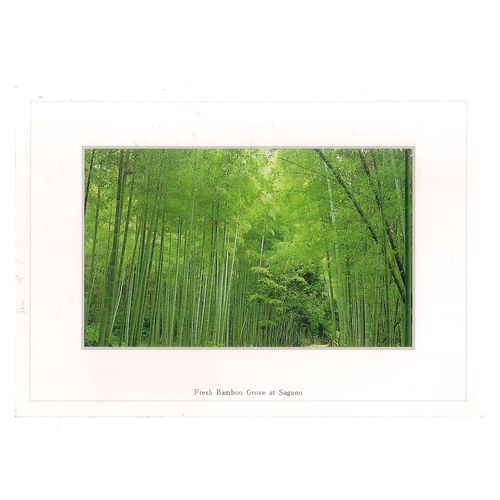 BAMBOO GROVE AT SAGANO, KYOTO, JAPAN used postcard =