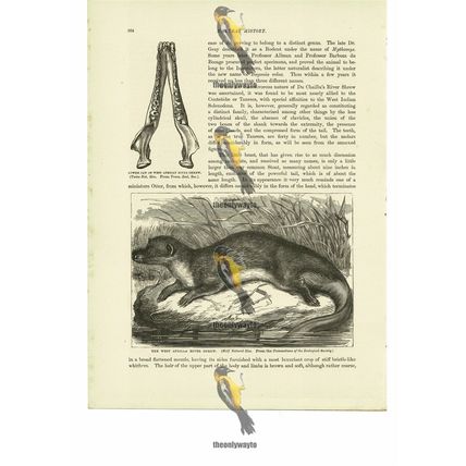 West African River Shrew, Book Illustration (Print), 1884