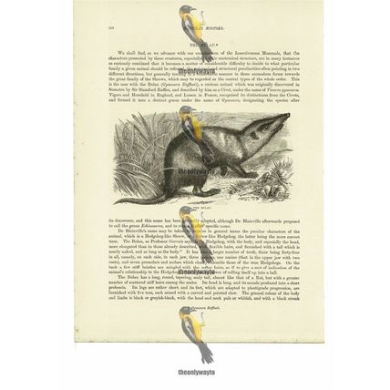 Bulau, Book Illustration (Print), 1884
