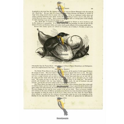 Rat Tailed Shrew, Book Illustration (Print), 1884