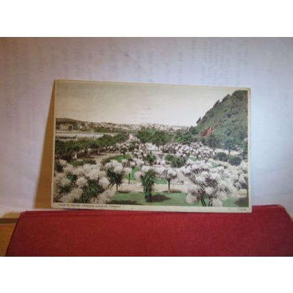 PALM BLOSSOM, PRINCESS GARDENS, TORQUAY, DEVON used vintage postcard 1936 pm =