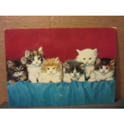 SIX KITTENS .used postcard by John Hinde.. 1986 postmark =