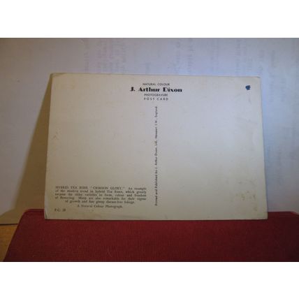 'CRIMSON GLORY' hybrid tea rose flowers unused postcard J Authur Dixon P.C. 28 =