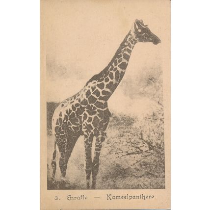 PC20675 Girafle