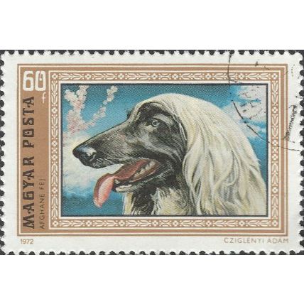 HUNGARY, DOG, Afghan greyhound, blue 1972, 60f, #2