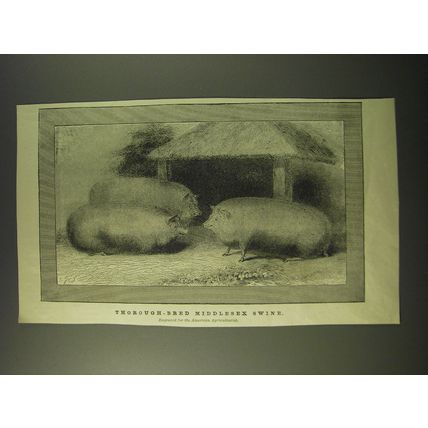 1887 Illustration of Thorough-Bred Middlesex Swine