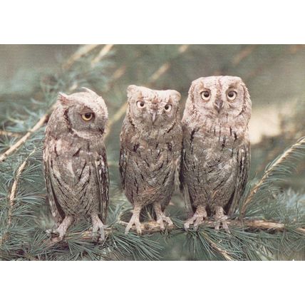 Scops Owls Norfolk Wildlife Park 1970s Birds Postcard