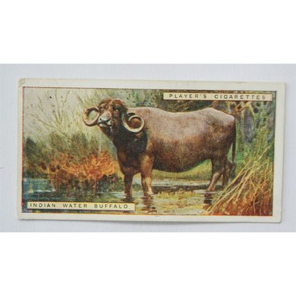 1924 Players Natural History card No. 9 Indian Water Buffalo