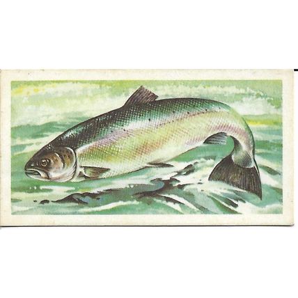 Freshwater Fish 1960 Brooke Bond Tea Card 31 - Salmon