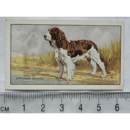 1936 Gallaher Dogs 1st Series No. 8 The English Springer Spaniel