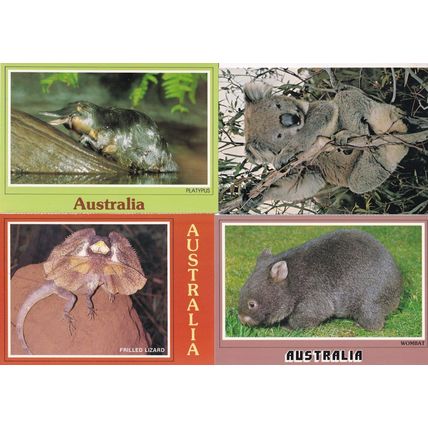 Wombat Frilled Lizard Platypus Koala 4x Rare Australian Animal Postcard s