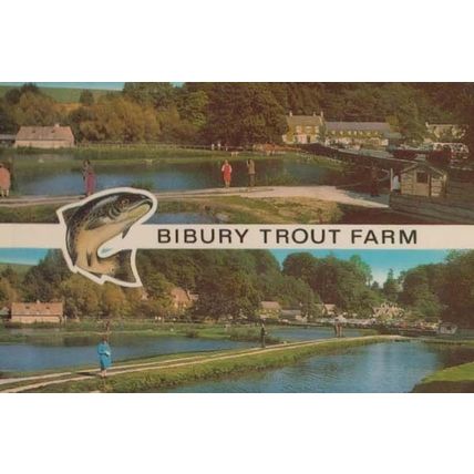 Bibury Trout Fish Farm Gloucester Postcard