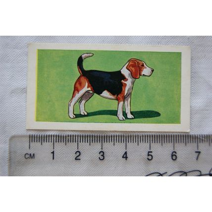 1963 Molassine card Dogs No. 17 Beagle