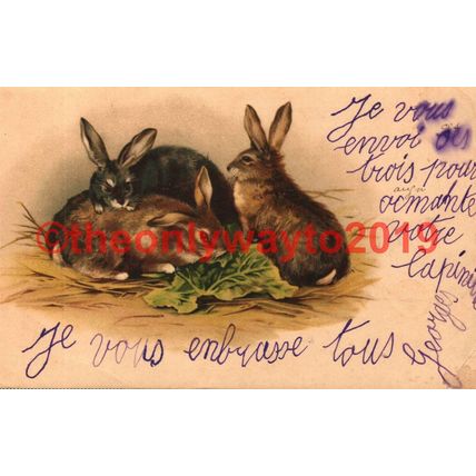 Rabbits Eat Lettuce, Early French Postcard