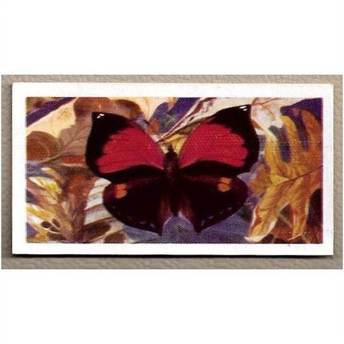 1964 Brooke Bond BUTTERFLIES OF THE WORLD Tea card 34