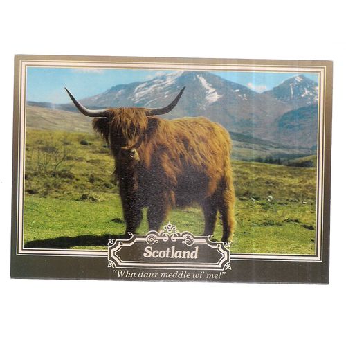 A MONARCH OF THE GLEN, a Highland cow steer... . unused postcard by Whiteholme =