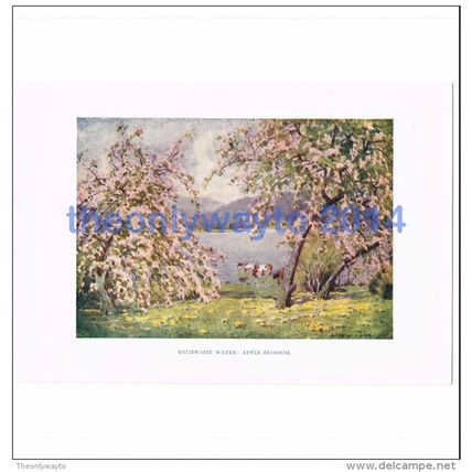 ESTHWAITE WATER, APPLE BLOSSOM, CUMBRIA, ENGLAND, BOOK ILLUSTRATION, 1925