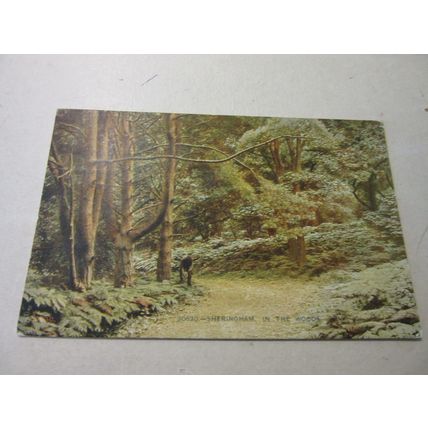 IN THE WOODS, SHERINGHAM, NORFOLK, unused antique postcard. Photochrom =