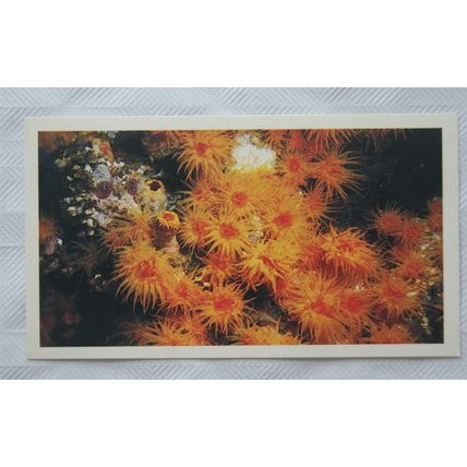 1988 Players Doncella The Living Ocean No. 5 Coral Polyps