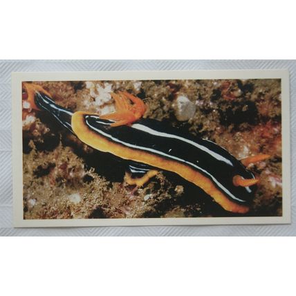 1988 Players Doncella The Living Ocean No. 8 Pyjama Nudibranch