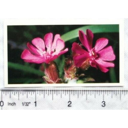 1989 Grandee Britain's Wild Flowers No. 10 Red Campion