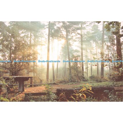 D100810 Cheshire. Delamere Forest. Noel Tatt. Limited Edition Postcard. 1989