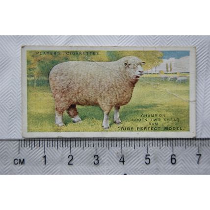 1916 Players British Livestock 22 The lincoln Longwool sheep