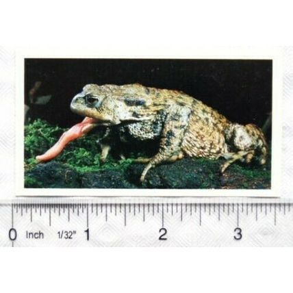 1990 Grandee Britain's Nocturnal Wildlife No 15 Common Toad