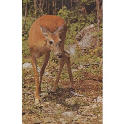Deer In Algonquin Park Ontario Canada Canadian Postcard