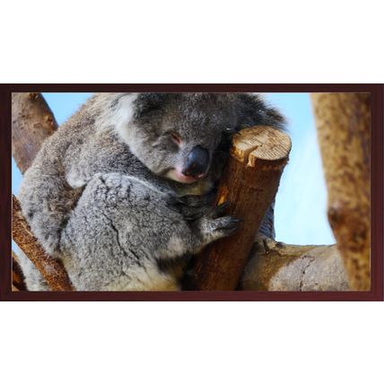 Koala Dreaming A5 Mahogany