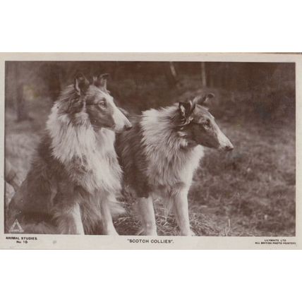 Scotch Collies Dog Real Photo Postcard