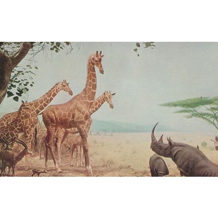 Abyssinian Water Hole Chicago Natural History Museum Old Postcard