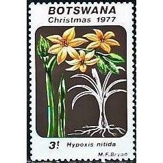 Botswana 1977 Xmas Lilies 3t Hypoxis nitida Unmounted Mint NHM SG 406 stamp