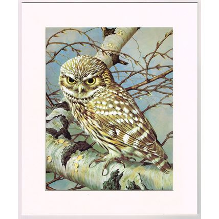 Little Owl Mounted Bird Picture Print Cream Mount 10 inch x 12 inch