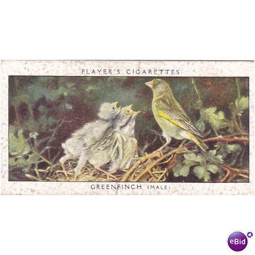 Players Birds & Their Young Card No. 16 Greenfinch
