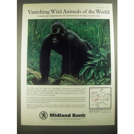 1967 Midland Bank Advertisement - Mountain Gorilla - Vanishing Wild Animals