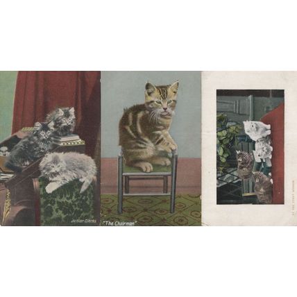 Cat Chairman Junior Clerks At The Study Window 3x Old Postcard s