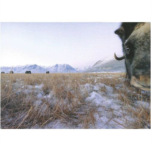 BET.G513: Musk Oxen in North-east Greenland.