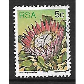 SOUTH AFRICA 1977 SUCCULENTS 5c P CYNAROIDES SG 418 FINE USED
