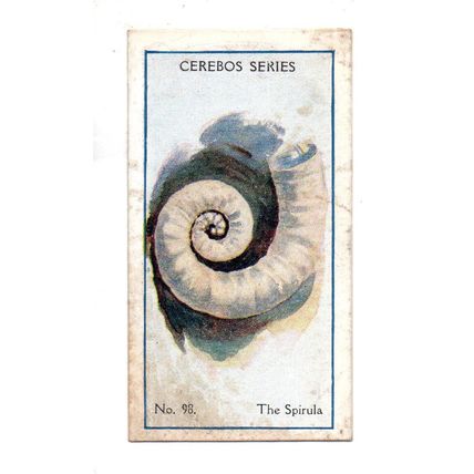 CEREBOS TRADE CARD SEA SHELLS 1925 NUMBER 98 THE SPIRULA
