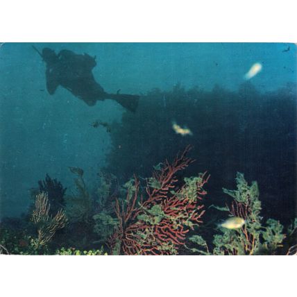 Postcard Underwater Fantasy. Octocoral Gorgonians. Coral